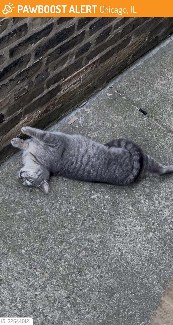 Found/Stray Unknown Cat last seen Logan Square, Chicago, IL 60647