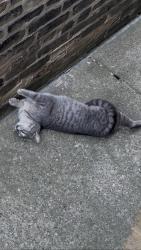 Found/Stray Unknown Cat last seen Logan Square, Chicago, IL 60647