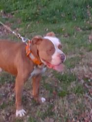 Found/Stray Male Dog last seen Near faucette rd and Anthony rd, Burlington, NC 27216