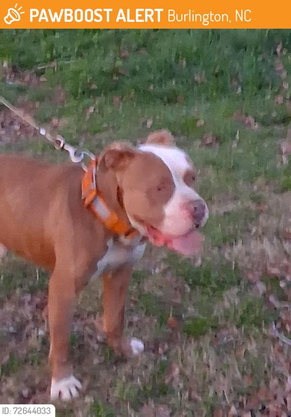 Found/Stray Male Dog last seen Near faucette rd and Anthony rd, Burlington, NC 27216