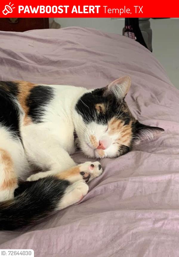 Lost Female Cat last seen Near south 13th st, Temple, TX 76504