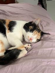 Lost Female Cat last seen Near south 13th st, Temple, TX 76504