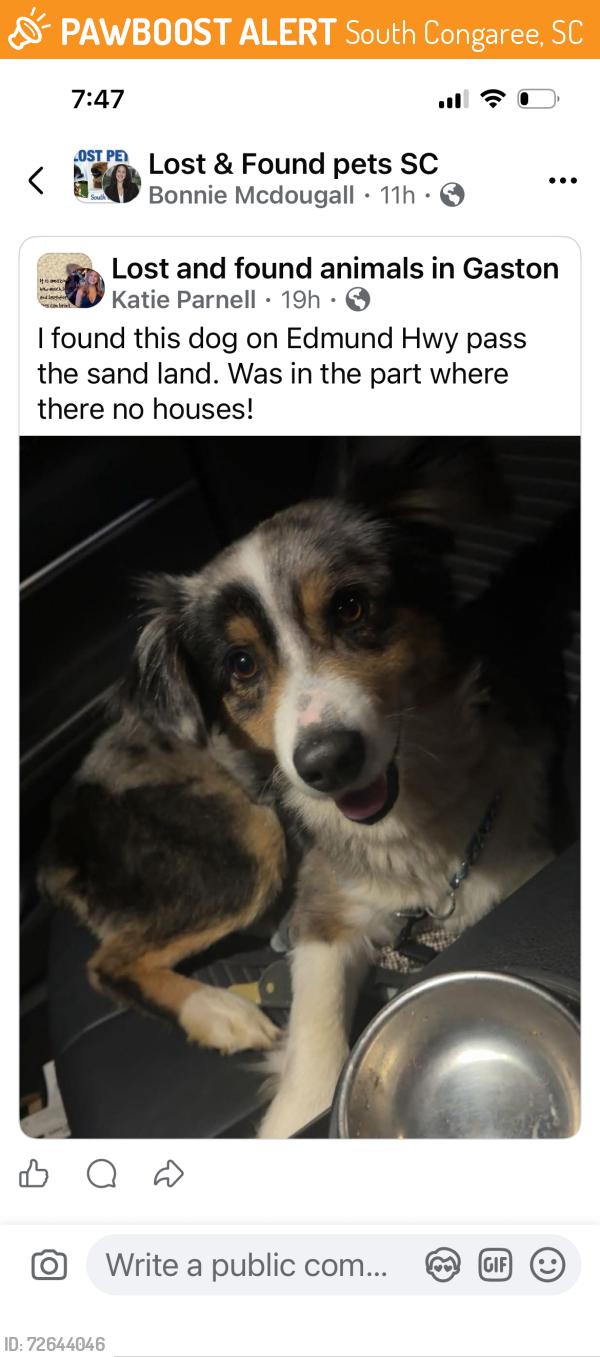 Found/Stray Male Dog last seen Edmond hwy, South Congaree, SC 29172