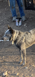 Lost Male Dog last seen Benwhite-Riverside dr, Austin, TX 78741