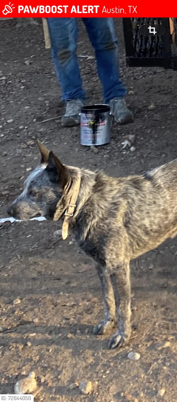 Lost Male Dog last seen Benwhite-Riverside dr, Austin, TX 78741