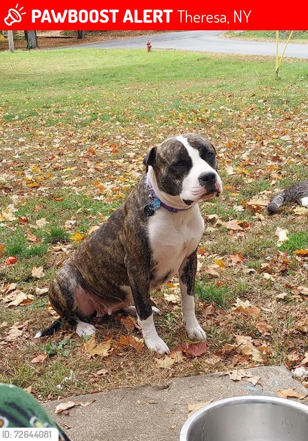 Lost Female Dog last seen theresa primary school, Theresa, NY 13691