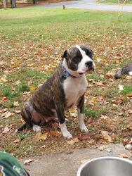 Lost Female Dog last seen theresa primary school, Theresa, NY 13691