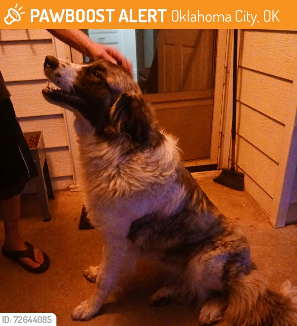 Found/Stray Unknown Dog last seen NW 10th St, Oklahoma City, OK 73107