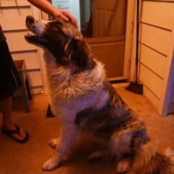 Found/Stray Unknown Dog last seen NW 10th St, Oklahoma City, OK 73107