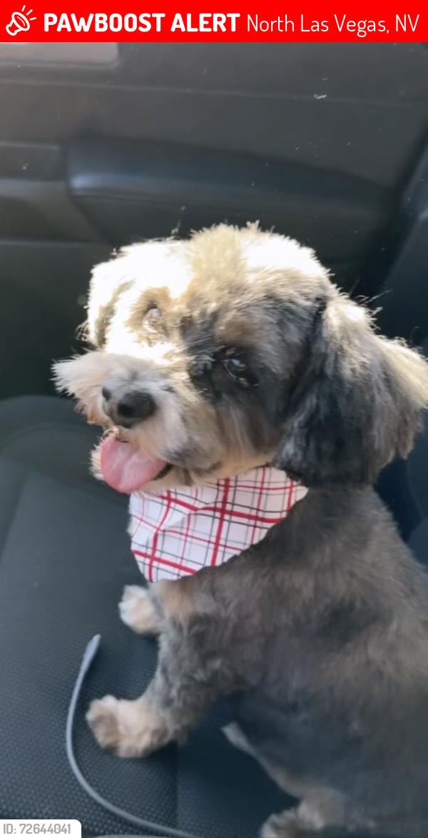 Lost Male Dog last seen Pecos and Carey , North Las Vegas, NV 89030