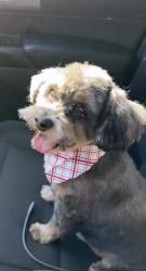 Lost Male Dog last seen Pecos and Carey , North Las Vegas, NV 89030