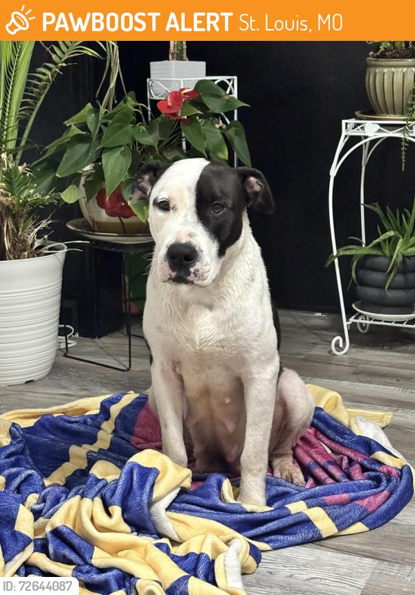 Found/Stray Female Dog last seen Itaska and Louisiana, St. Louis, MO 63111