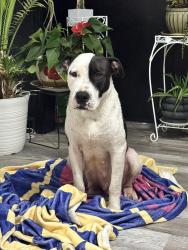 Found/Stray Female Dog last seen Itaska and Louisiana, St. Louis, MO 63111