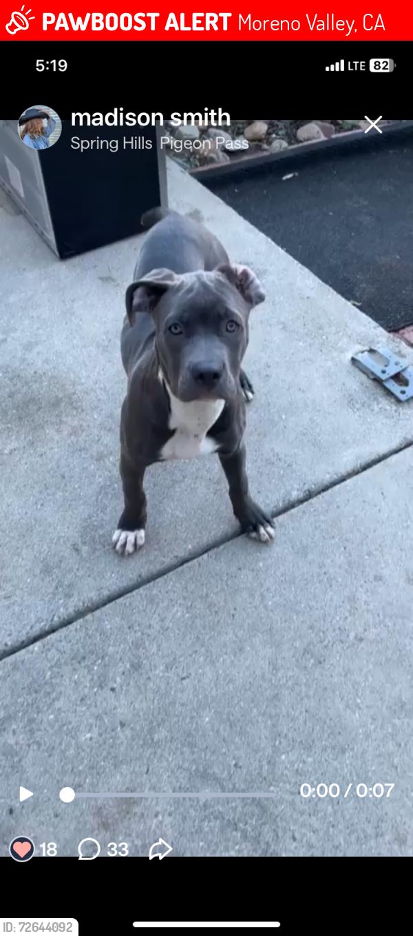 Lost Female Dog last seen Top of Pigeon Pass and Box Springs, Moreno Valley, CA 92557