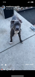 Lost Female Dog last seen Top of Pigeon Pass and Box Springs, Moreno Valley, CA 92557