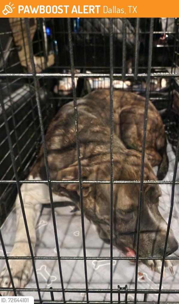 Found/Stray Male Dog last seen Perry Avenue and Peak Street, Dallas, TX 75210