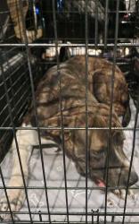 Found/Stray Male Dog last seen Perry Avenue and Peak Street, Dallas, TX 75210