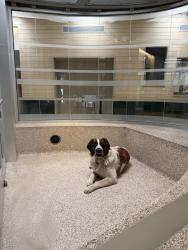 Found/Stray Male Dog last seen York & Aldama, Los Angeles, CA 90042