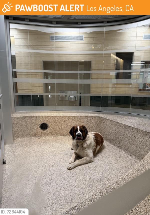 Found/Stray Male Dog last seen York & Aldama, Los Angeles, CA 90042