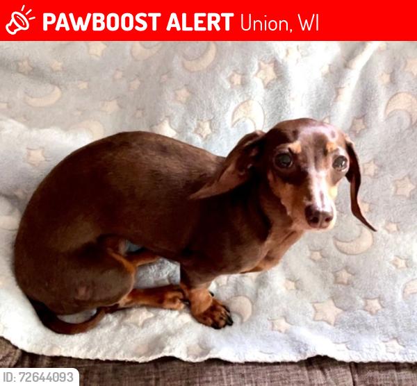 Lost Female Dog last seen Missing from Blue Valley Dr S; last sighting just east of Valley Rd S on Crescent Ave, Union, WI 54703