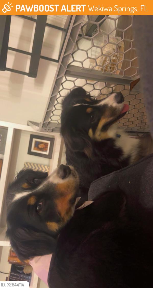 Found/Stray Unknown Dog last seen Wyndham , Wekiwa Springs, FL 32779