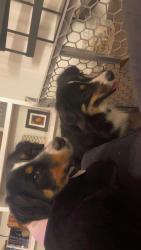 Found/Stray Unknown Dog last seen Wyndham , Wekiwa Springs, FL 32779
