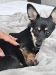 Lost Female Dog last seen 19th hasta la 27th , Houston, TX 77008