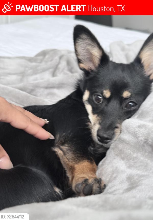 Lost Female Dog last seen 19th hasta la 27th , Houston, TX 77008