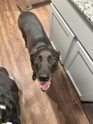 Found/Stray Male Dog last seen E pine st, Seguin, TX 78155