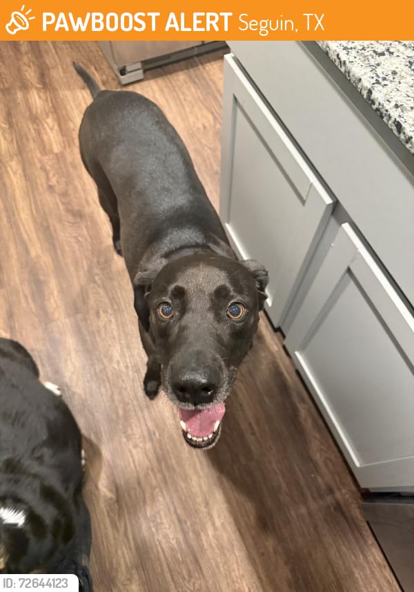 Found/Stray Male Dog last seen E pine st, Seguin, TX 78155