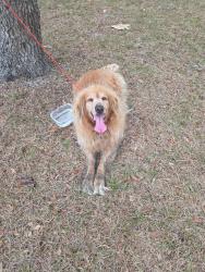 Found/Stray Female Dog last seen Shady hills, Spring Hill, FL 34609