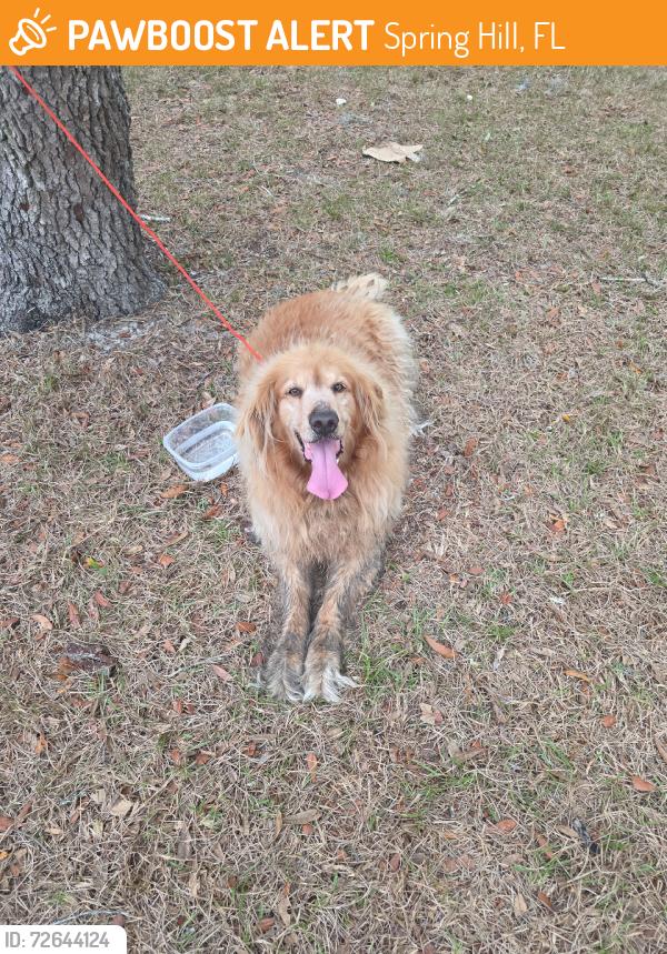 Found/Stray Female Dog last seen Shady hills, Spring Hill, FL 34609