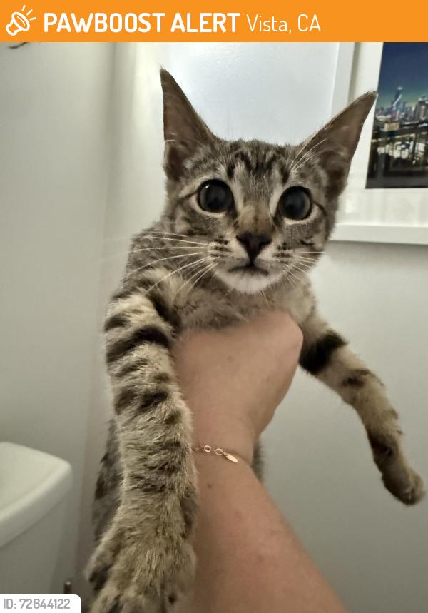Found/Stray Male Cat last seen Buena Vista Ballpark, Vista, CA 92081