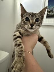 Found/Stray Male Cat last seen Buena Vista Ballpark, Vista, CA 92081