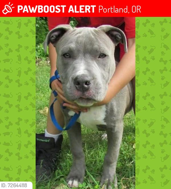 Lost Female Dog last seen Ne 31st and ingsworth st, Portland, OR 97211