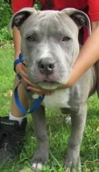 Lost Female Dog last seen Ne 31st and ingsworth st, Portland, OR 97211