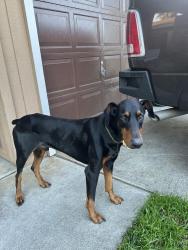 Found/Stray Male Dog last seen Greenback lane and Dewey, Citrus Heights, CA 95621