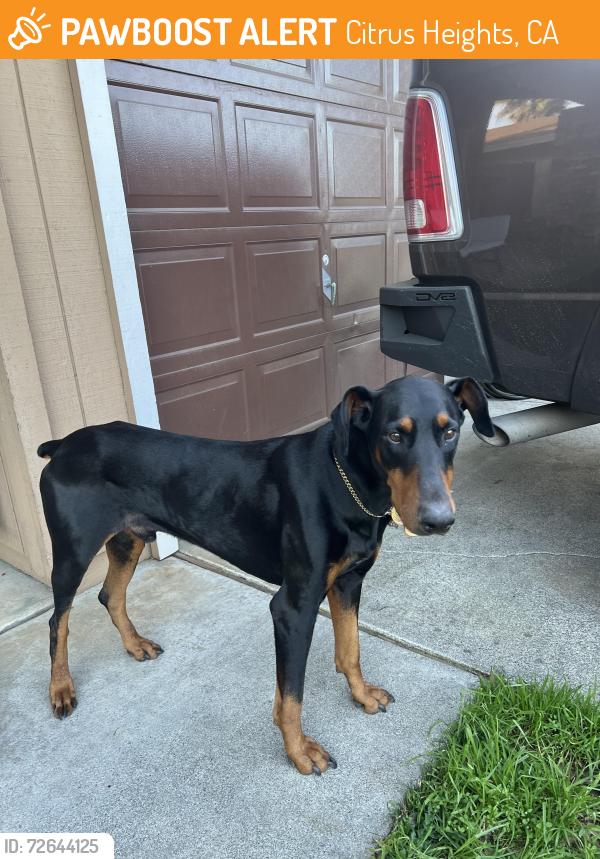 Found/Stray Male Dog last seen Greenback lane and Dewey, Citrus Heights, CA 95621