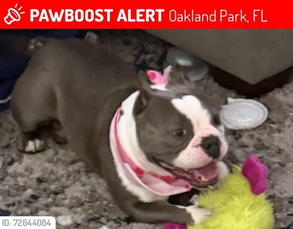 Lost Female Dog last seen Near NW 33rd Street, Oakland Park, FL 33309