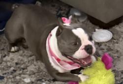 Lost Female Dog last seen Near NW 33rd Street, Oakland Park, FL 33309
