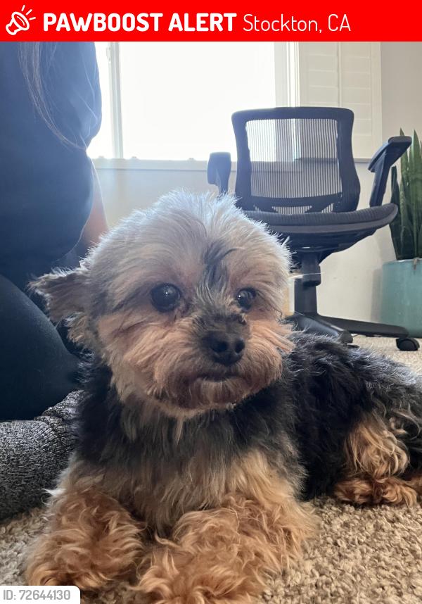 Lost Female Dog last seen Bonaire cir, Stockton, CA 95210