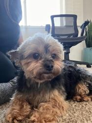 Lost Female Dog last seen Bonaire cir, Stockton, CA 95210