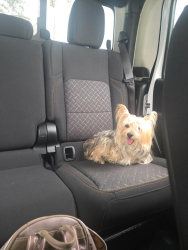 Lost Male Dog last seen Goodfellow rec camp, San Angelo, TX 76904