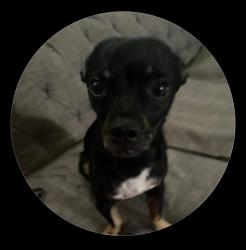 Lost Male Dog last seen Marion Dr , Las Vegas, NV 89110