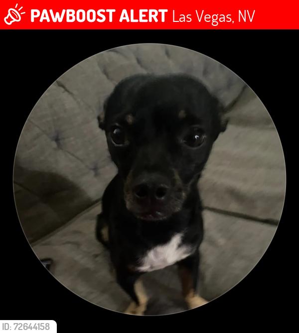 Lost Male Dog last seen Marion Dr , Las Vegas, NV 89110
