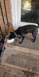 Lost Male Dog last seen E Ridge Rd and Highway 601, Salisbury, NC 28144