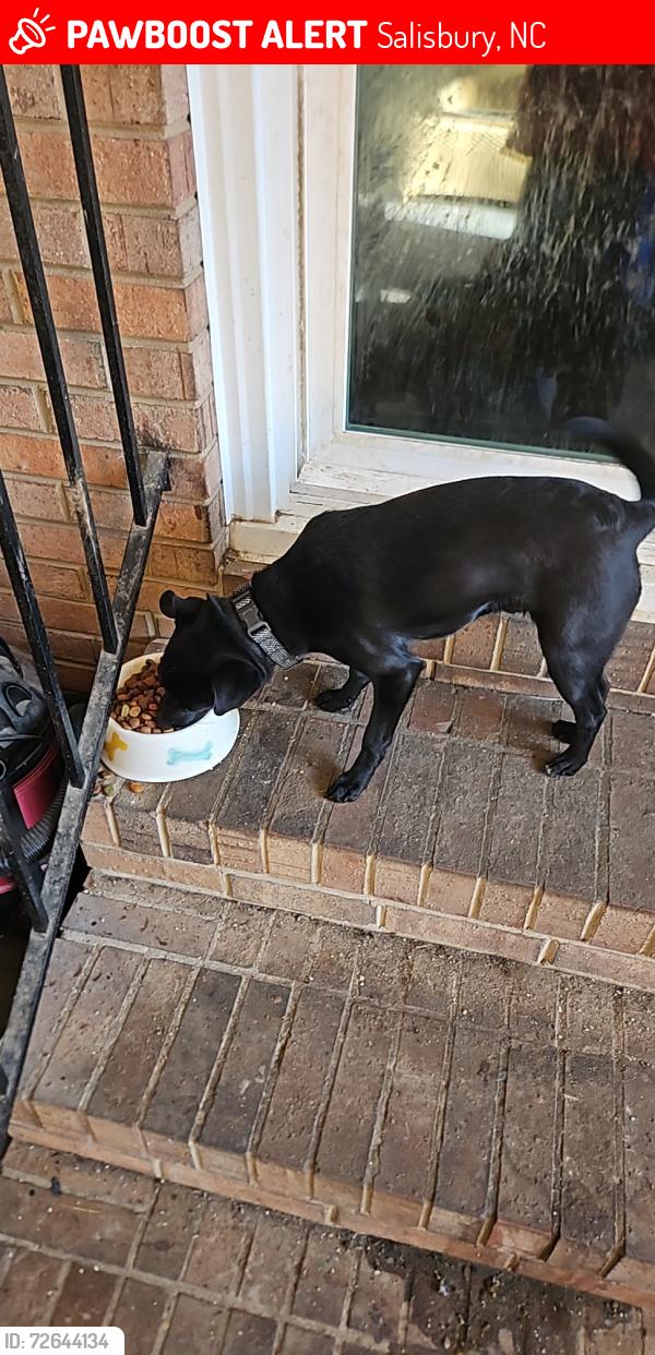 Lost Male Dog last seen E Ridge Rd and Highway 601, Salisbury, NC 28144