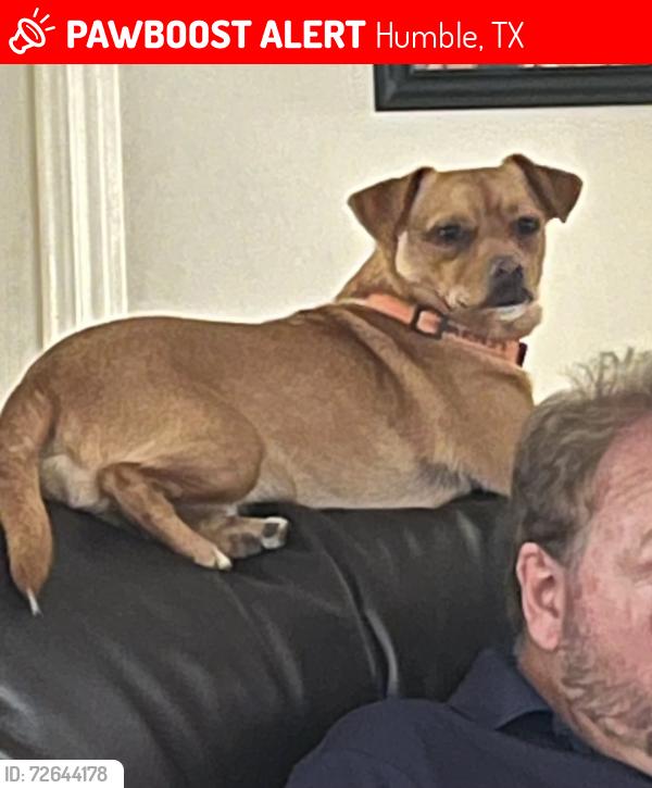 Lost Male Dog last seen Atascosita elementary , Humble, TX 77396