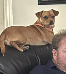 Lost Male Dog last seen Atascosita elementary , Humble, TX 77396