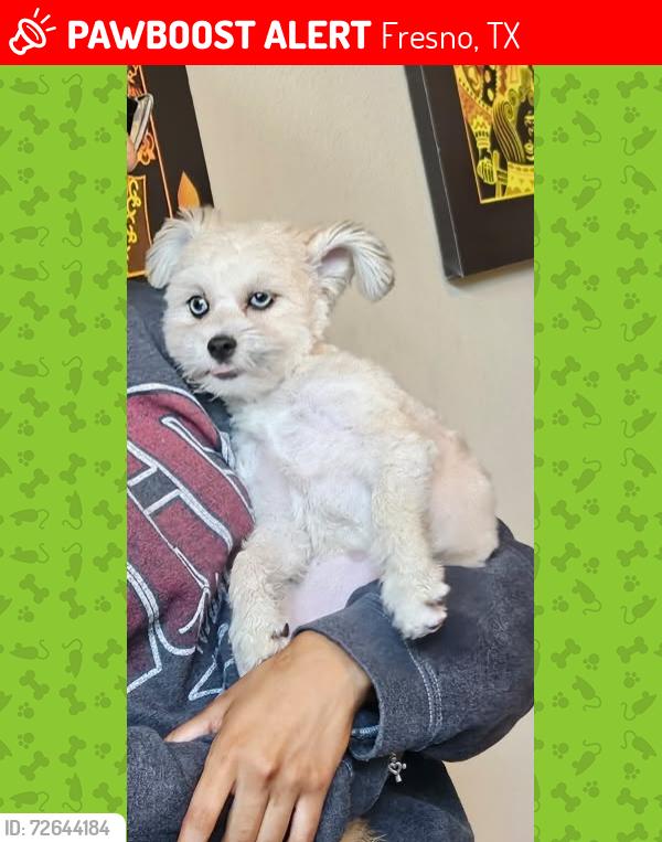 Lost Female Dog last seen Facet Creek Dr, Fresno, TX 77545
